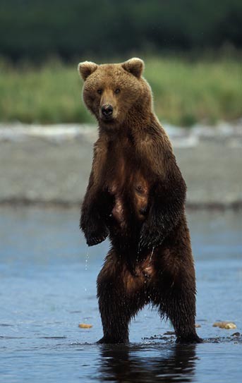 grizzly bear standing. pics of ears standing uppics